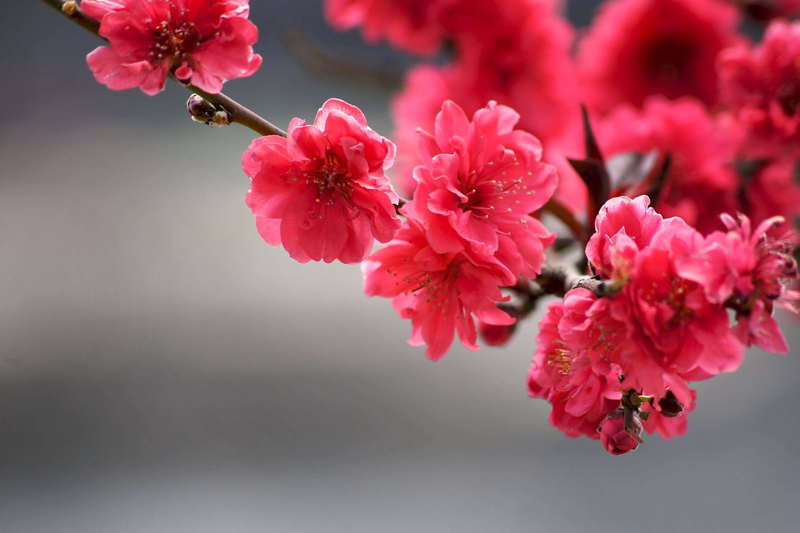 Leuchtend pinke Blüten an einem Zweig